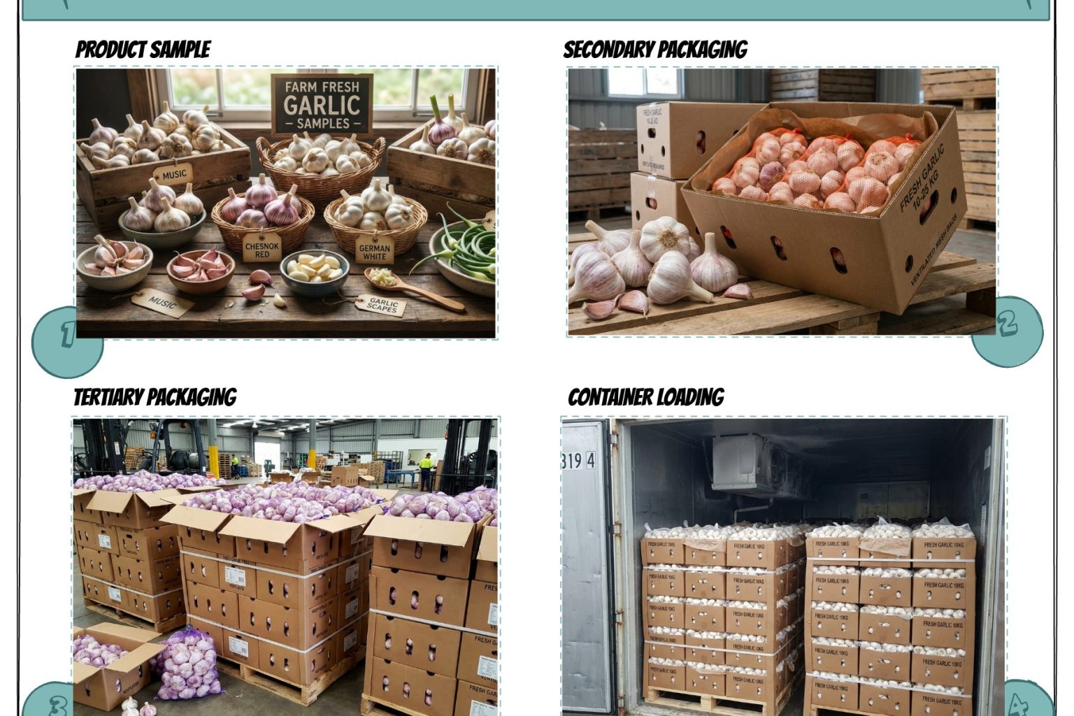 Fresh Garlic- Picture